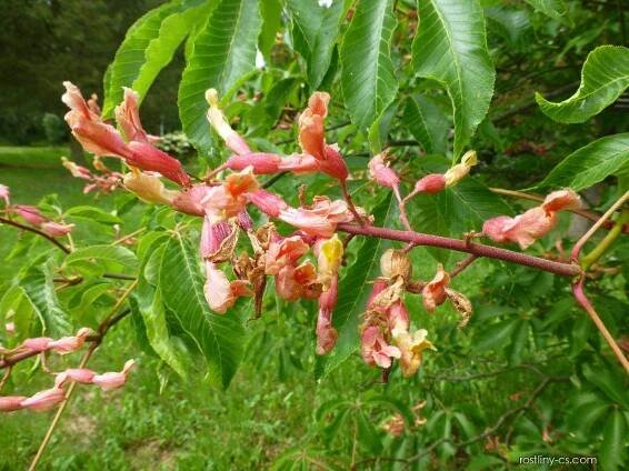 Jírovec proměnlivý Penduliflora - větévka s květy (Aesculus mutabilis)
