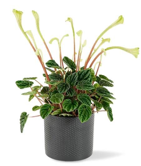 Peperomia caperata 'Lilian' Ø12cm
