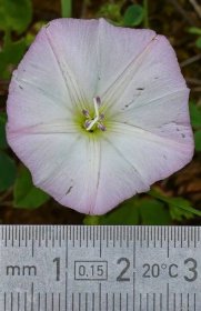Svlačec rolní (Convolvulus arvensis), květy, květenství