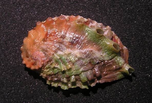 Soubor:Haliotis jacnensis 002.jpg – Wikipedie