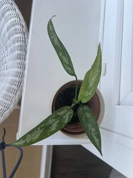 Aglaonema commutatum