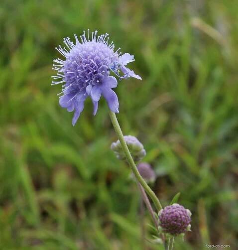 Hlaváč šedavý (Scabiosa canescens)