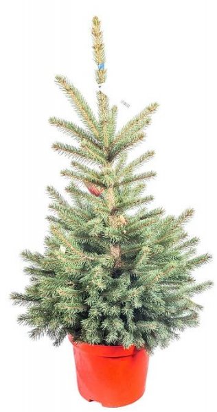 Smrk pichlavý, Picea pungens, kontejnerovaný strome skladem