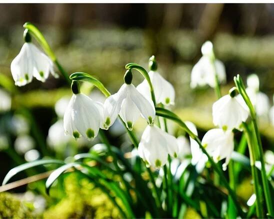 Bledule (Leucojum) jsou půvabné drobné jarní cibuloviny s příjemně vonícími bílými zvonkovitými květy.