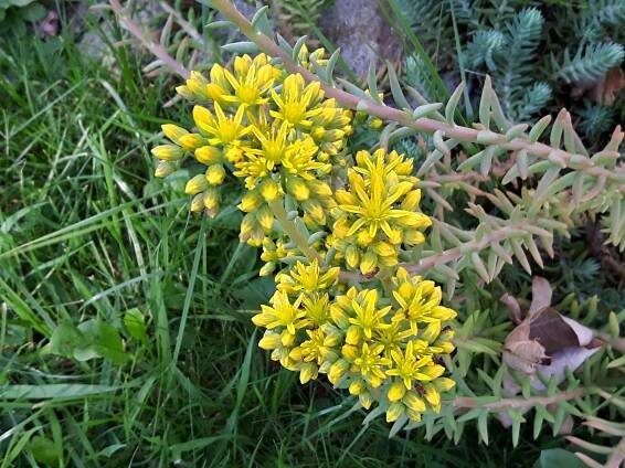 Květy rozchodníku skalního - Sedum reflexum