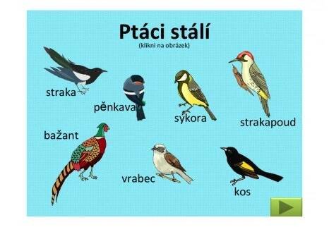 Ptačí rodinka 9.-13.11.2020 – Mateřské školy Chodov | Mschodov.cz