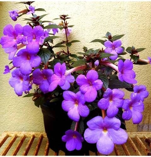ACHIMENES - honzík, křivůtka, bouloň - Lukon Glads s.r.o.