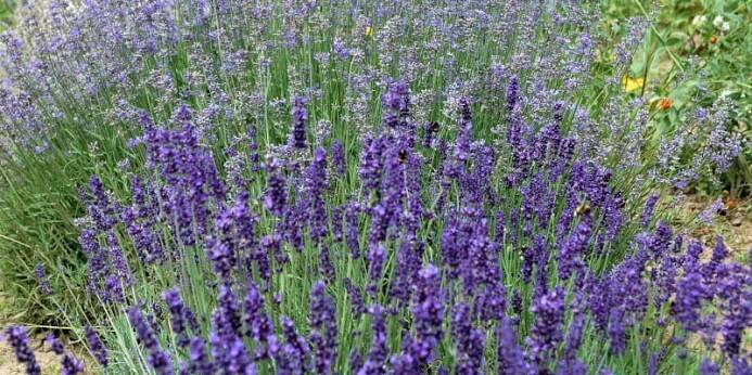  Levandule lékařská (Lavandula angustifolia) je všestrannou rostlinou, která nám nabízí krásný vzhled a okouzlující vůni, ale také spoustu pozitivních léčivých účinků.