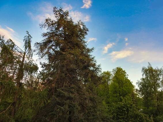 jedlovec kanadský - Arboretum Řícmanice