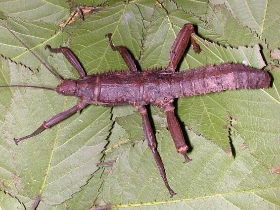 Eurycantha calcarata (strašilka ostruhatá) | BioLib.cz