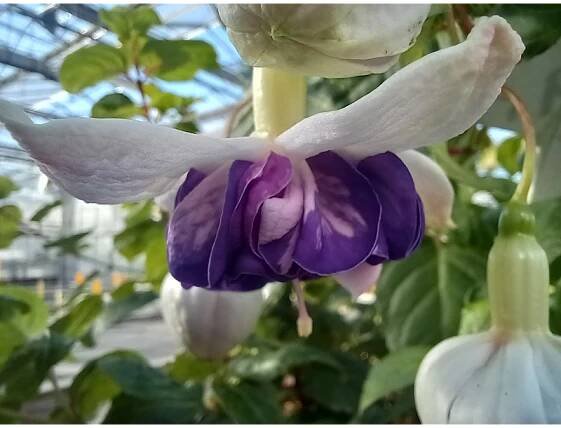 Golden Anniversary Fuchsie (Srubb USA 1980) - Zahradnictví Petro