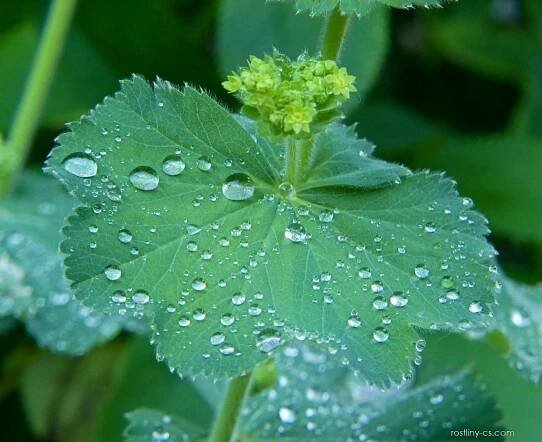 Kontryhel měkký (Alchemilla mollis), listy