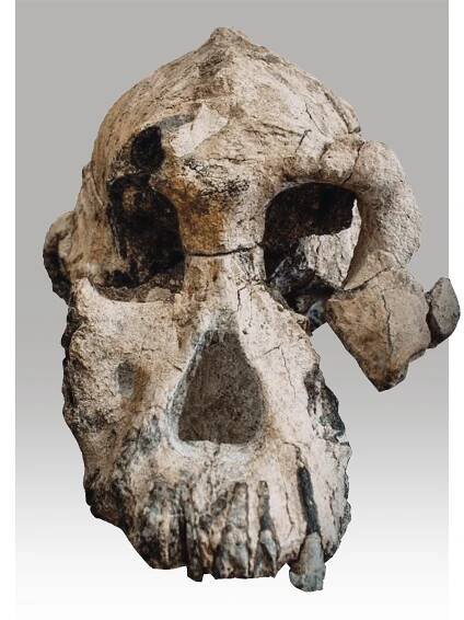 Australopithecus anamensis