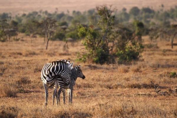 Chráněná oblast Ol Pejeta - Safari a dovolená v Keni