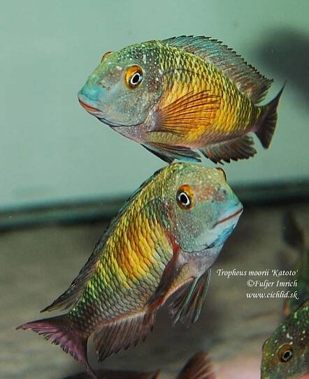 Tropheus moorii Katoto (7)