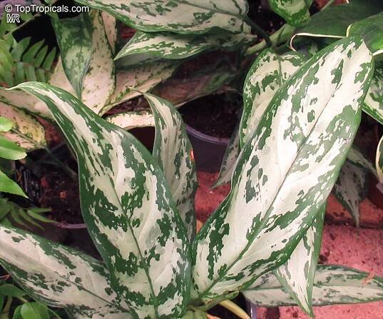 Araceae - Botanical Family | Top Tropicals Plant Encyclopedia