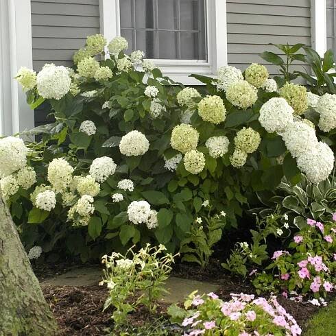 Hydrangea arborescens 'Annabelle'