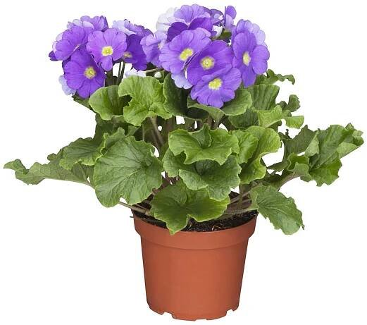 Landgard Prvosenka číškovitá (Promula obconica) "Primuse" pr. 12 cm