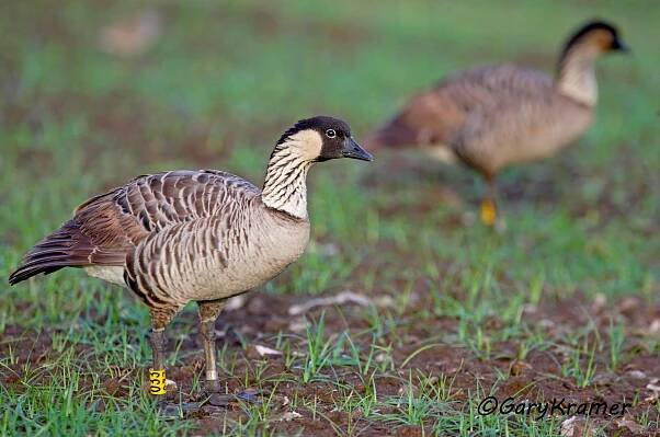 Hawaiian Goose (Nene) (Branta sandvicensis) 