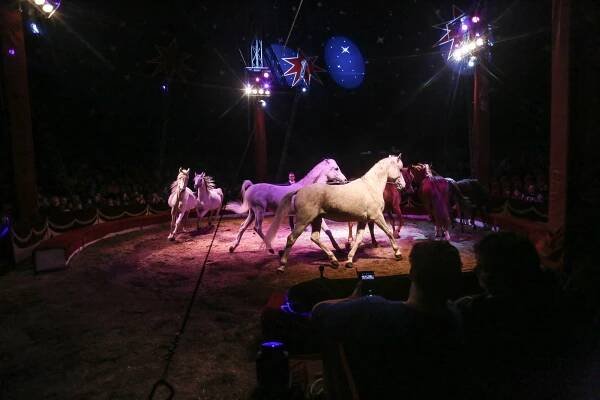 PODÍVEJTE SE: Půvabná akrobatka i špičková drezura. Přijel cirkus Humberto
