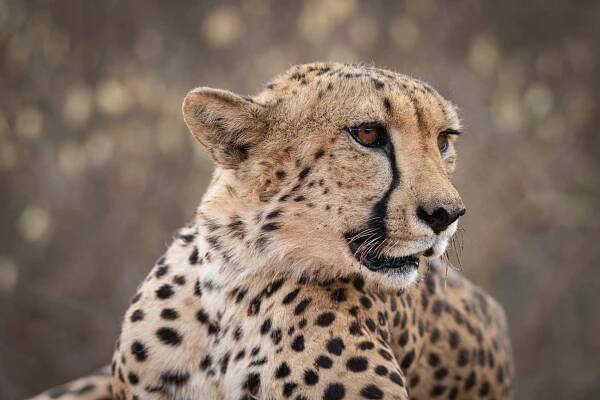 Cheetah
