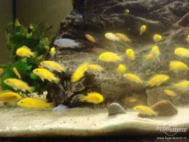 Labidochromis yellow - Tlamovec žlutý - foto 1