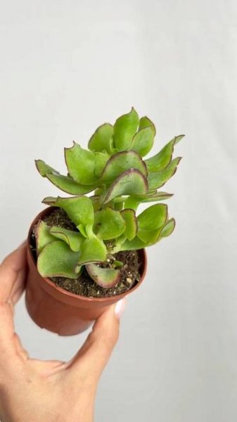 Crassula arborescens – stromek štěstí, sukulent snadno pěstovatelný Druh rostliny zelené rostliny