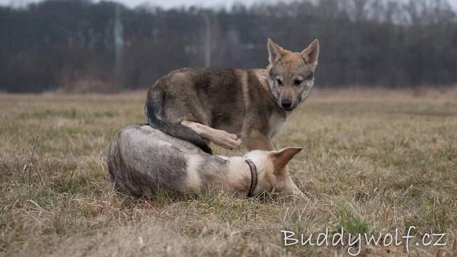 Anny a Ashlley - Buddywolf