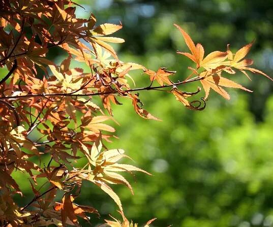 Japanese maple in sunny garden with brown and crispy leaves
