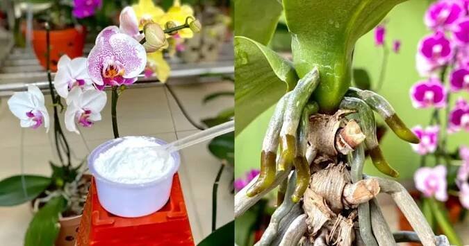 One Spoon of This Powder Helps Orchids Grow Healthy Lush – Orchids Haven