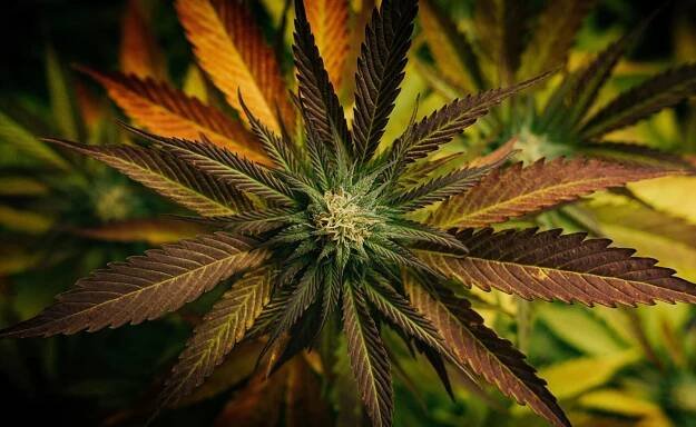 What is THC-V and why it matters