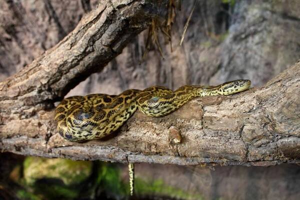 anakonda žlutá | Zoo Hluboká 