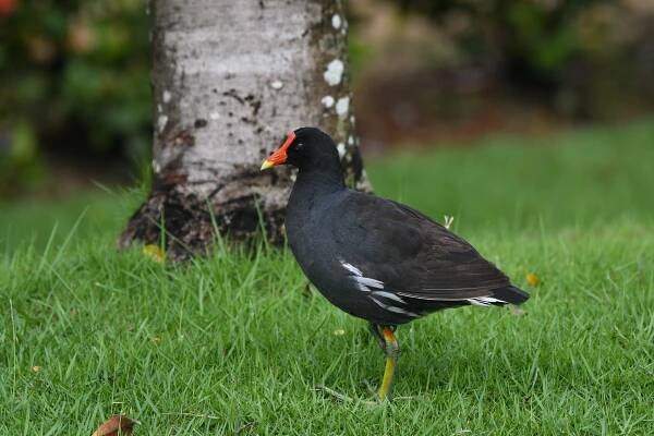 Birds (and more) from a brief trip to the Dominican Republic | Wing on Wing