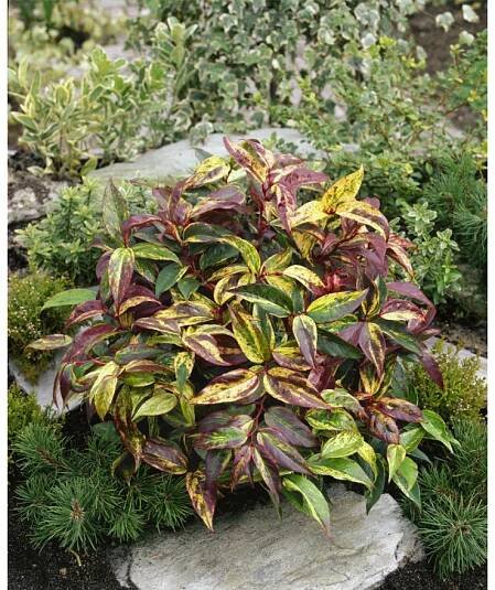 Leucothoe walteri ́Rainbow ́ (Leukote walterov)