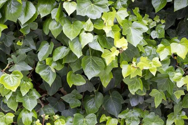 Břečťan (Hedera helix)