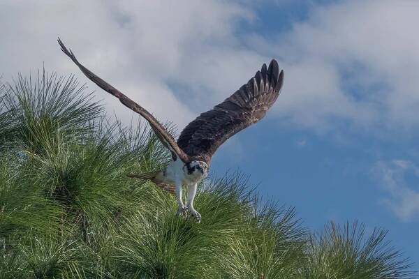 Stephen L Tabone Nature Photography | Fine Art Nature Photography