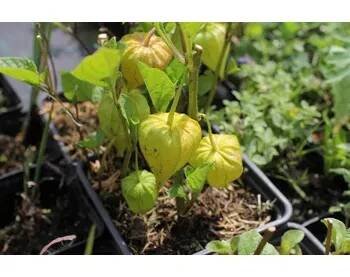 Sazenice Mochyně 'Zwerg' - Physalis alkekengi 'Zwerg' Květník o průměru 11 cm