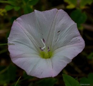 Svlačec rolní (Convolvulus arvensis), květy, květenství