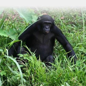 World Bonobo Day