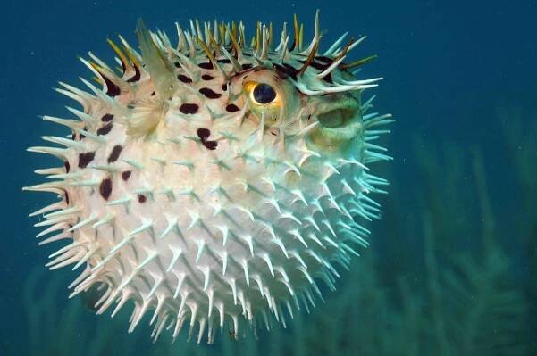Blowfish nebo diodon holocanthus pod vodou v oceánu — Stock obrázek