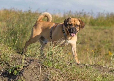 Nová plemena psů (21 fotografií): jména nových plemen velkých a malých psů, chovaných v Rusku a dalších zemích