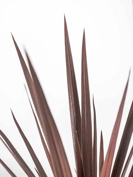 Dračinka, Cordyline australis Red Star, obal 17 cm, skladem | ZAZUMi.cz