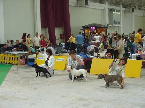 Výstavy - Crazy Magic Staffordshire Bull Terrier