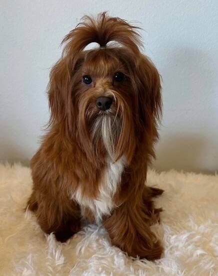 Sully-maltipoo-breed-fisher-mountainpuppies
