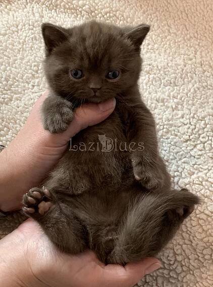 Laziblues – British shorthair cattery – Kittens New York