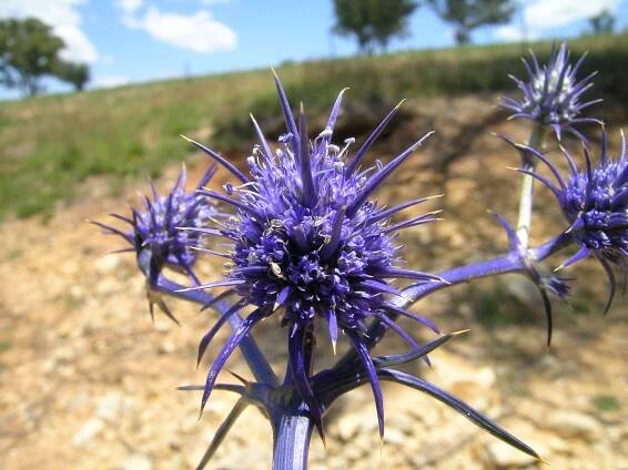 Eryngium ovinum