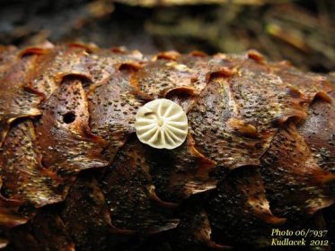 Špička kolovitá - Marasmius rotula - Kudluv fotoatlas hubKudluv fotoatlas hub
