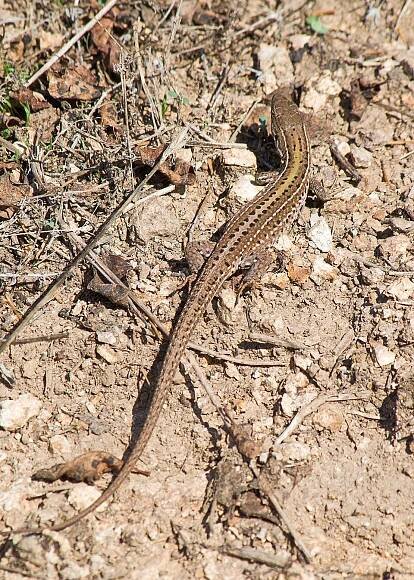 Soubor:Крымская ящерица Podarcis tauricus Balkan Wall Lizard Кримски гущер Taurische Eidechse (45200477911).jpg