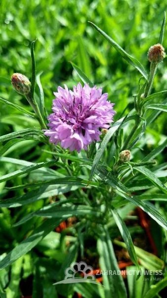 MODRAVEC - CATANANCHE CAERULEA BLUE