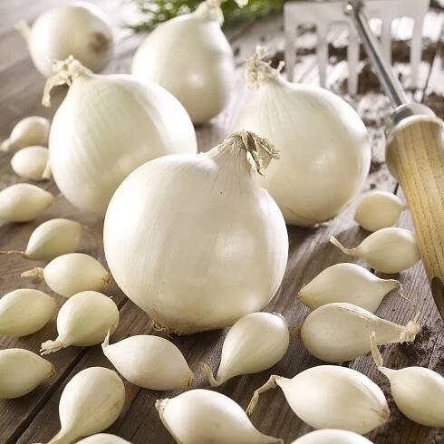Cibule sazečka Snowball - Allium cepa - cibulky - 500 g